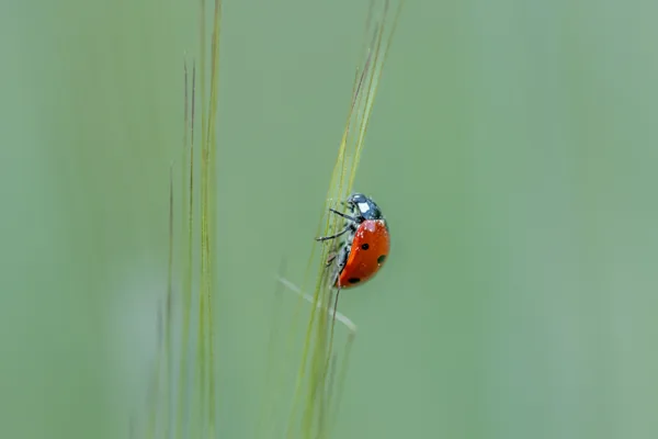 macro Goffertpark Nijmegen 26-5-2026
