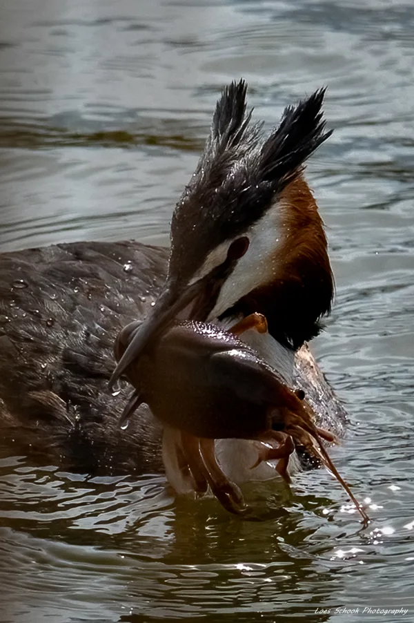 Fuut met rivierkreeft
