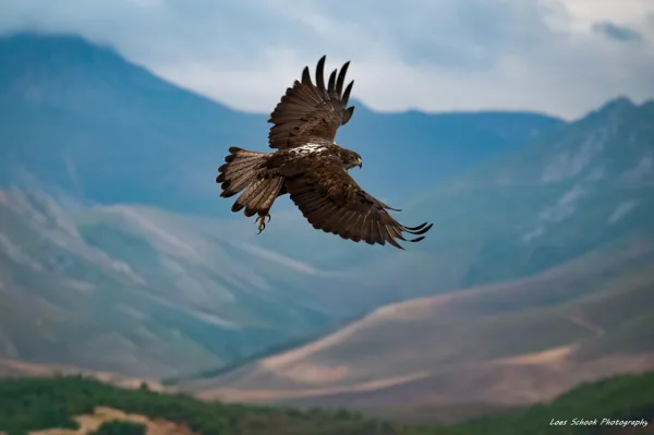 Havikarend Extremadura Spanje