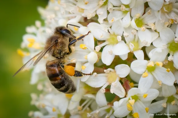 Honingbij op skimmia 2