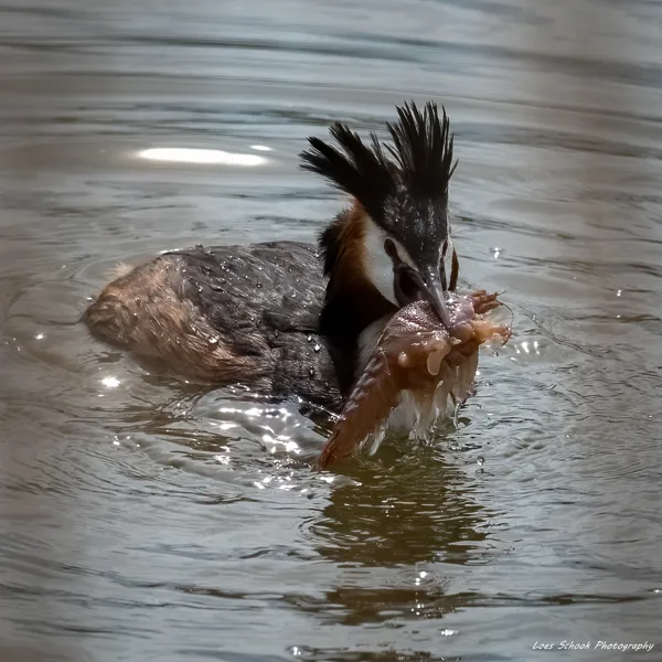 Fuut met rivierkreeft 2