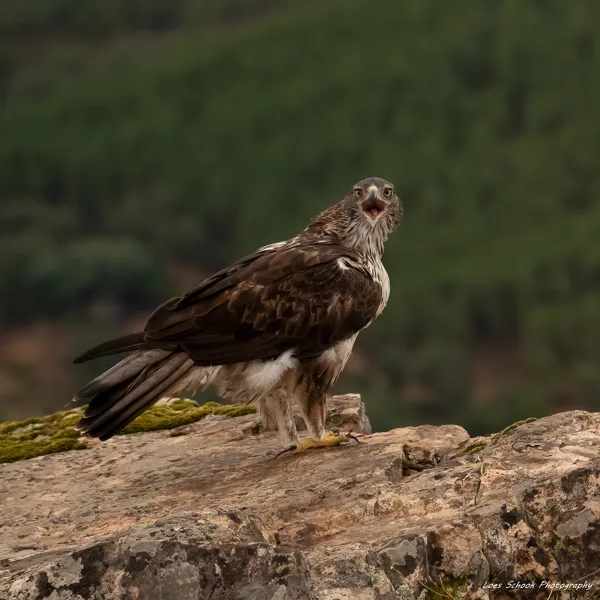 Havikarend Extremadura Spanje.