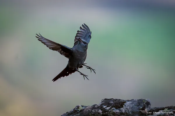 Blauwe rotslijster  Extremadura Spanje