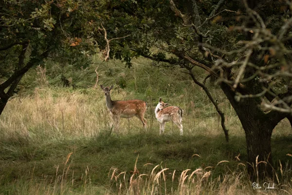 Wandelen in de AWD -  20241016-2