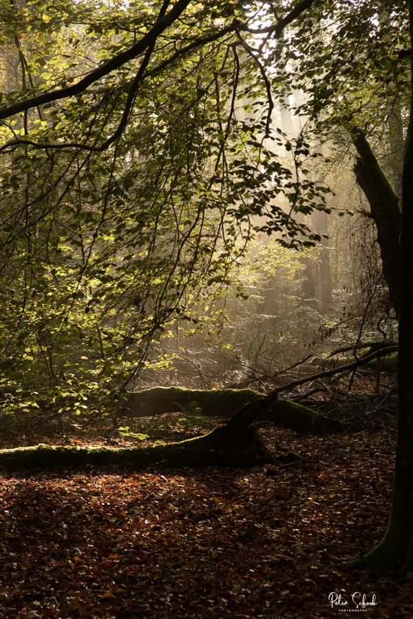 Heumensoord lichtvangen -  20241026-7