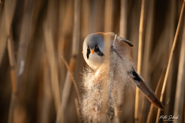 Baardmannen 3 20260120