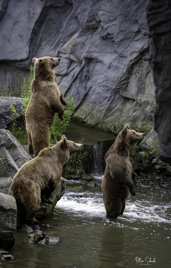 Dierentuin Gelsenkirchen Copyright 5 20230722