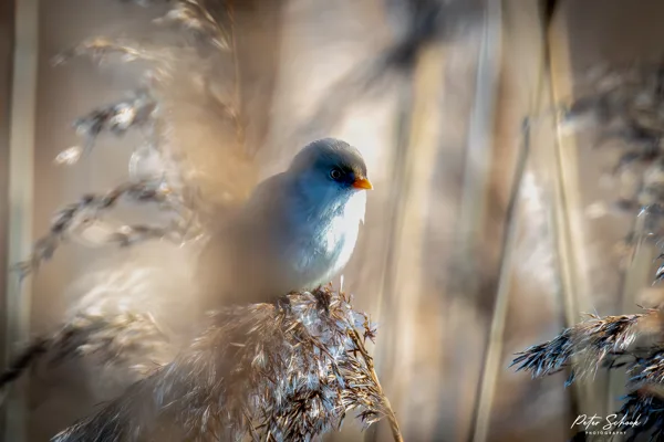 Baardmannen 2 20260120