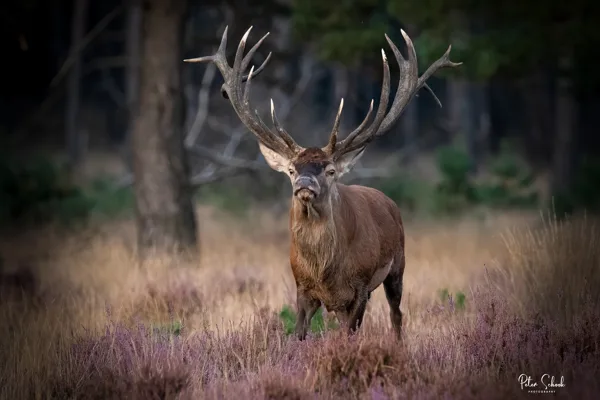 Bronstijd in PHV-  20240921-4