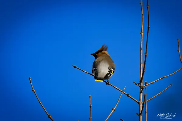 Pestvogel 1 20260202