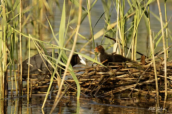 Meerkoet met jong 120250623