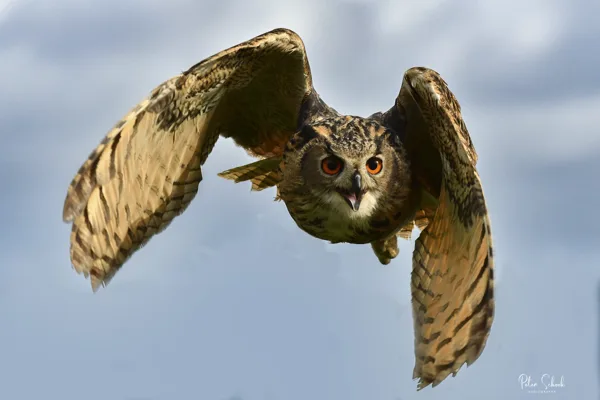 De Valk Roofvogels - voor FB 6 20231014