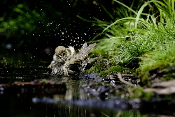 Peter - Thornspic 3 1 20210707