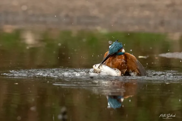 Fotohut RdW - Veendam-2 20250311