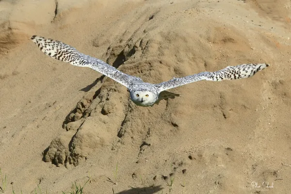De Valk Roofvogels - voor FB 11 20231014