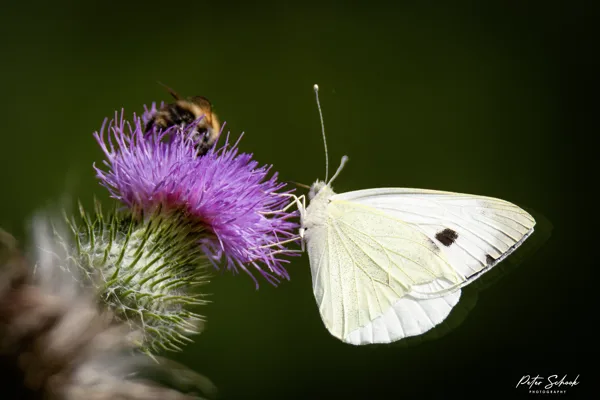 Vogelhut Vuren 1020250711