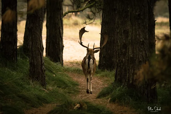 Wandelen in de AWD -  20241016-4