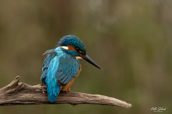 Fotohut RdW - Veendam-3 20250311