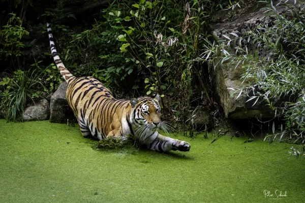 Dierentuin Gelsenkirchen Copyright 30 20230722