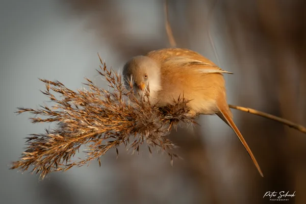 Baardmannen 4 20260120