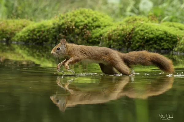 Boshut.Maashorst (hut 2) Copyright 8 20230803