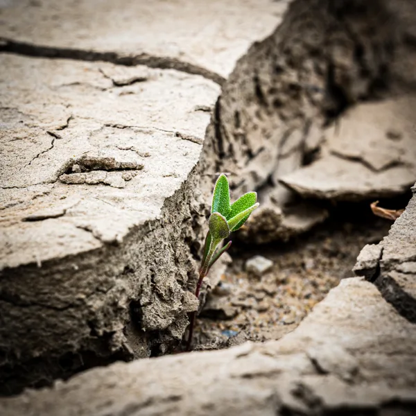 20200517-Uiterwaarden Druten-6336