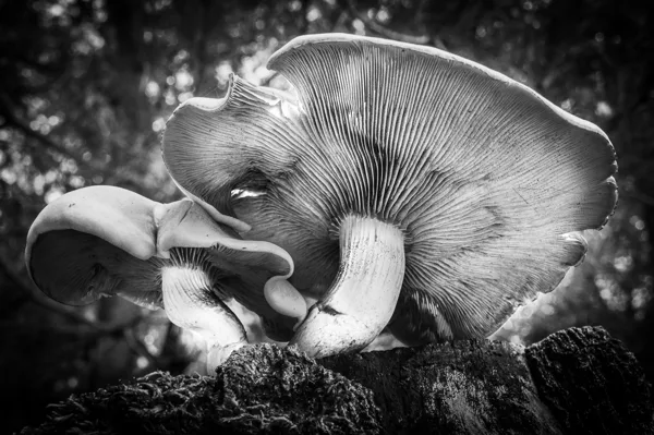 20201015-Richard Herfst-9132-HDR