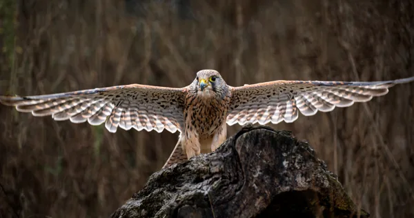 20200926-Roofvogels-8070-bewerkt