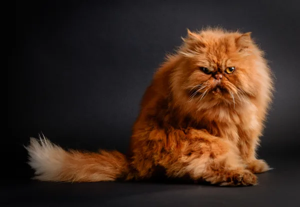 Dixie-13122009-DSC_1360