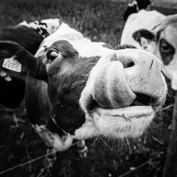 20130626-uiterwaarden-8729