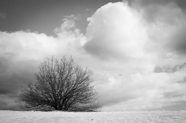 20120407-Kootwijkerzand-1891