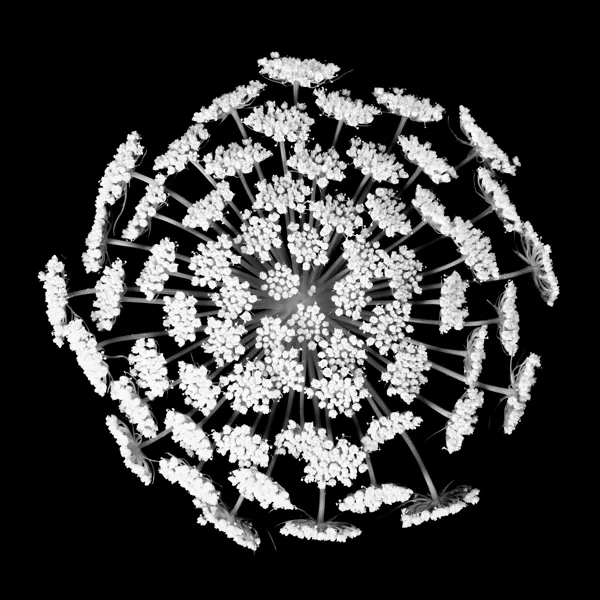 Serie white flower on black background-3