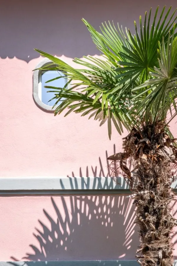 Palmboom voor roze muur (1 van 1)
