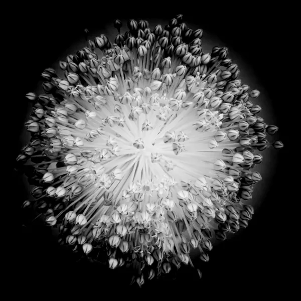 Serie zwart wit  (1 van 1)