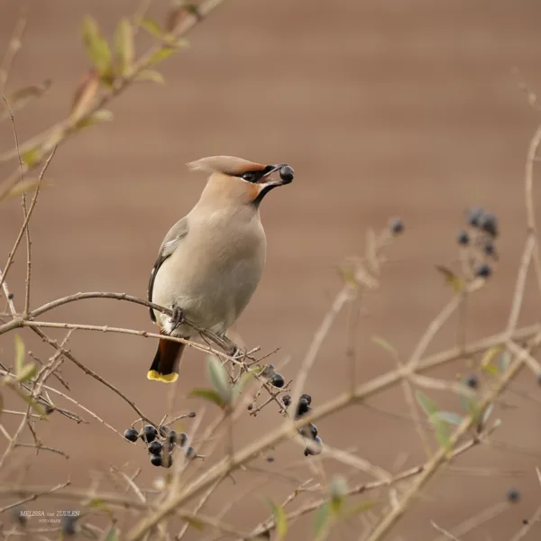 E21A2823 klein vierkant