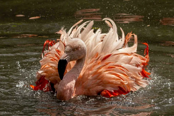 zooparc overloon flamingo (3 van 1)