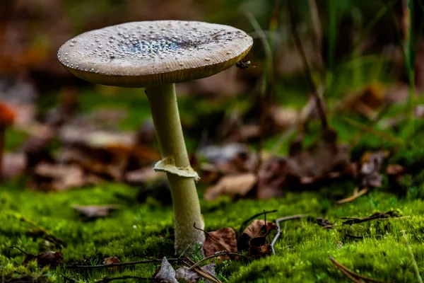 paddenstoel 21-10-24 4 (1 van 1)