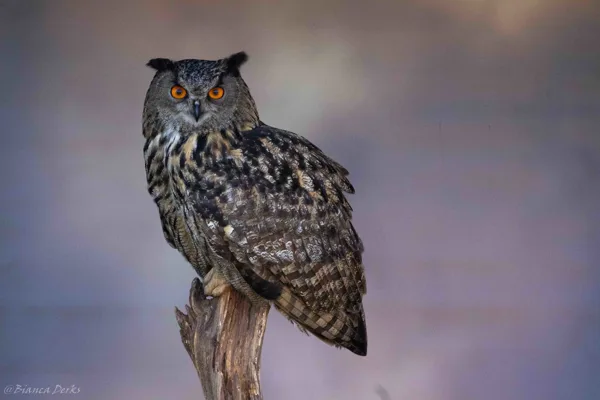 workshop roosmarijn (2 van 1)