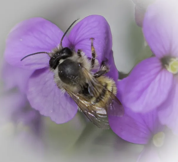 muurbloembijtje 2