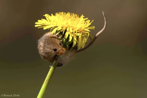 workshop roosmarijn (48 van 1)