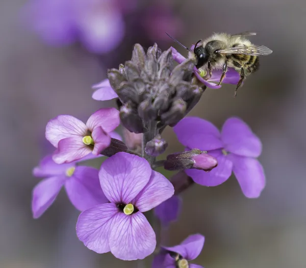 muurbloembijtje 1