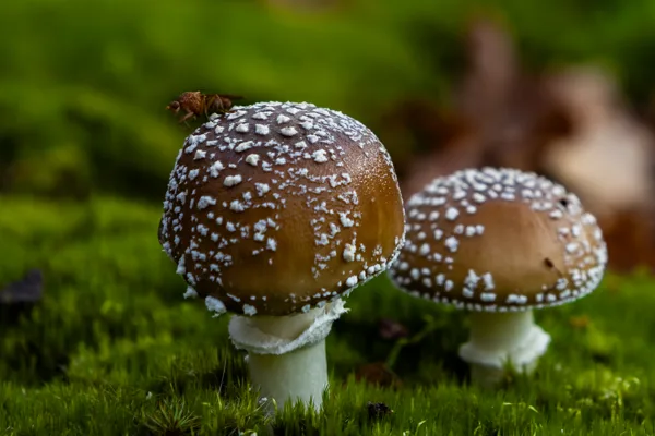 paddenstoel 21-10-24 5 (1 van 1)