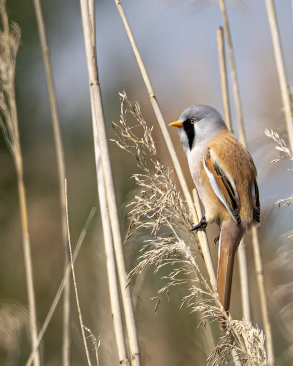 baardmannetje4080526