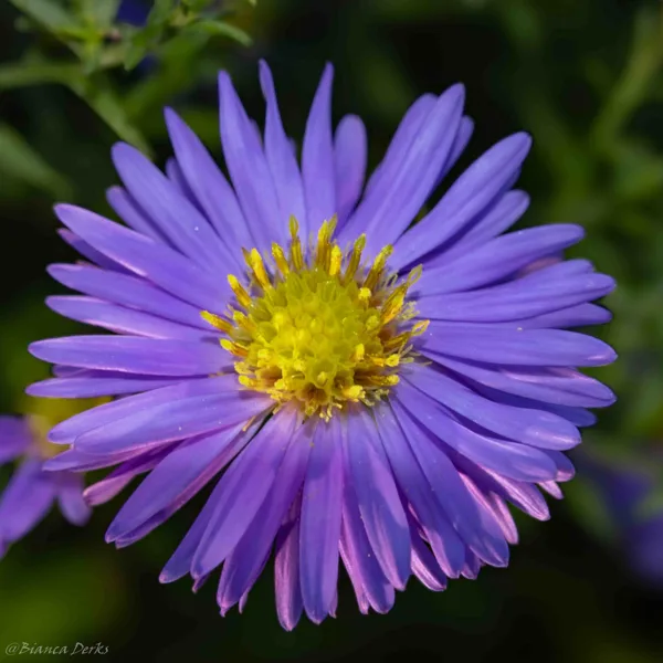 aster (1 van 1)