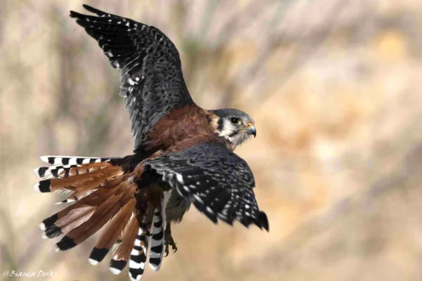 workshop roosmarijn (34 van 1)