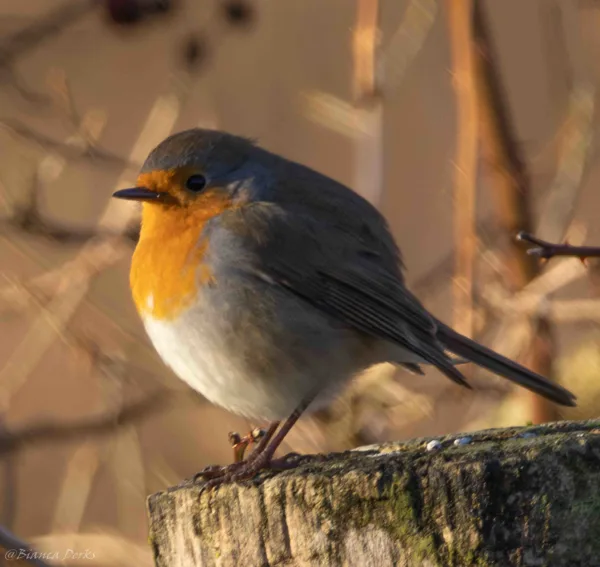 roodborstje  (2 van 1)