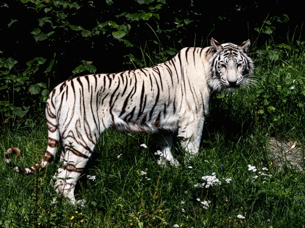 witte tijger (1 van 1)