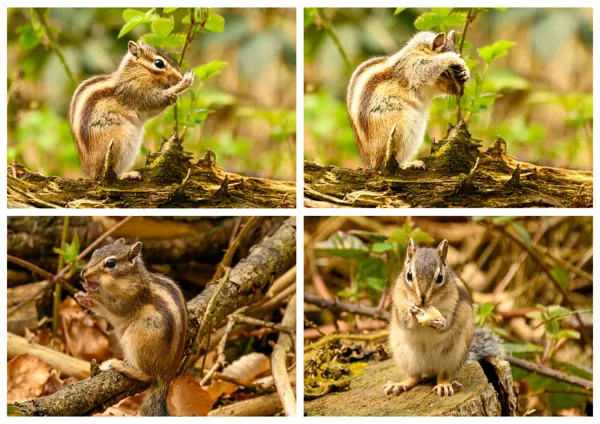 collage Siberische grondeekhoorns