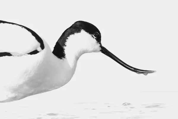 4 Irene Nicaise portfolio