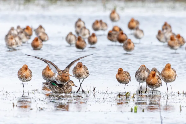 1 Irene Nicaise portfolio
